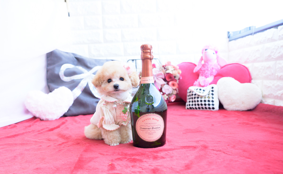 ティーカッププードルのアプリコットの女の子｜2026年1月20日生まれ｜No.11162｜画像1枚目