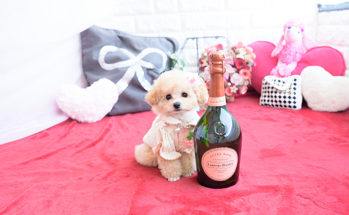 ティーカッププードルのアプリコットの女の子｜2026年1月20日生まれ｜No.11162｜画像3枚目