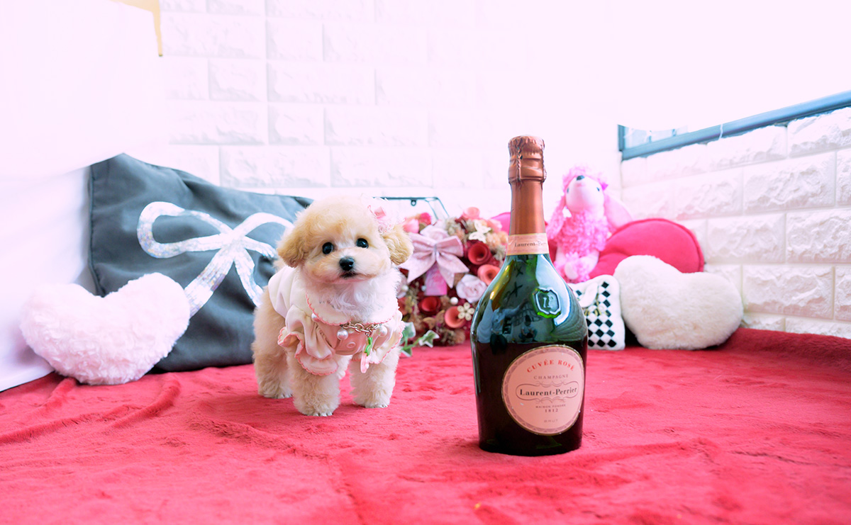 ティーカッププードルのアプリコットの女の子｜2026年1月20日生まれ｜No.11162｜画像5枚目