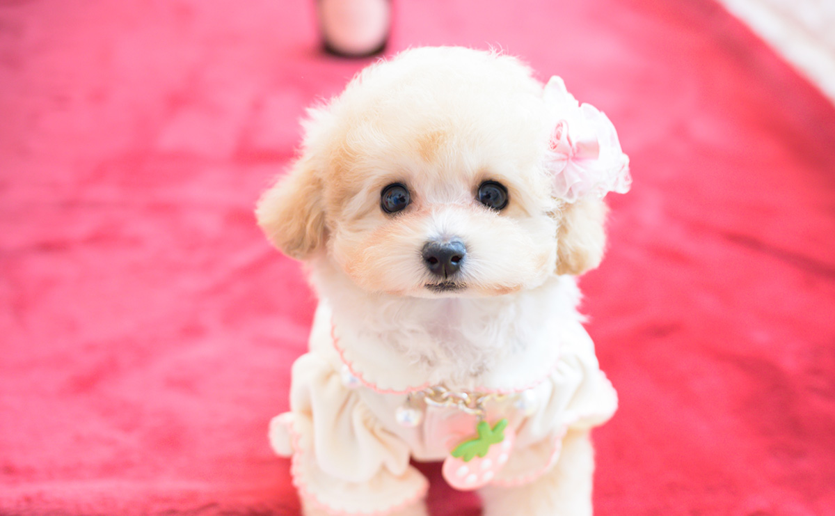 ティーカッププードルのアプリコットの女の子｜2026年1月20日生まれ｜No.11162｜画像0枚目