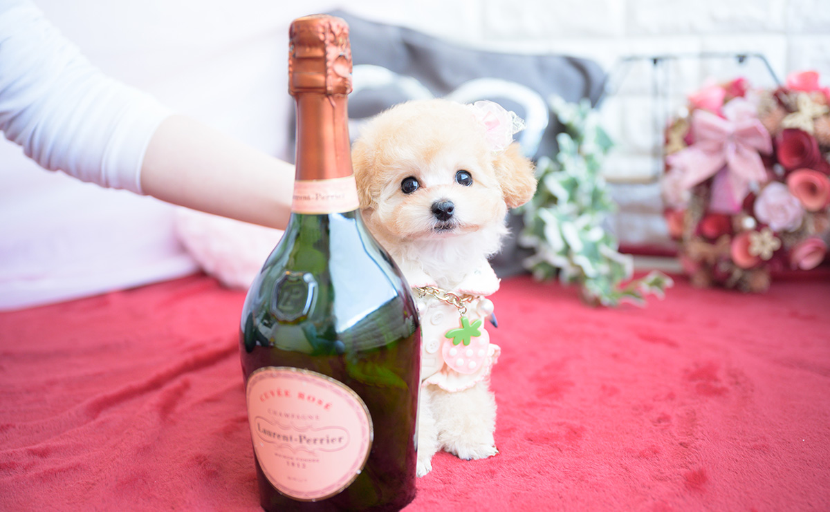 ティーカッププードルのアプリコットの女の子｜2026年1月20日生まれ｜No.11162｜画像4枚目