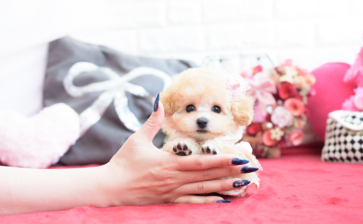 ティーカッププードルのアプリコットの女の子｜2026年1月20日生まれ｜No.11162｜画像6枚目