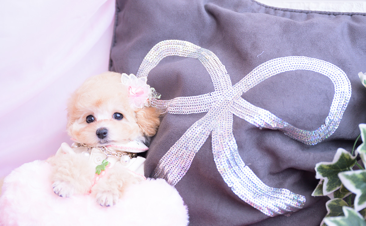 ティーカッププードルのアプリコットの女の子｜2026年1月20日生まれ｜No.11162｜画像7枚目