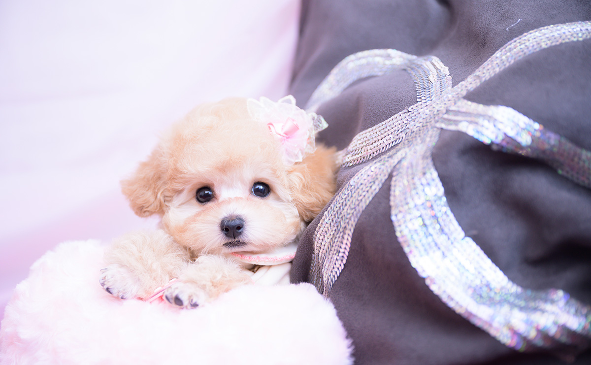 ティーカッププードルのアプリコットの女の子｜2026年1月20日生まれ｜No.11162｜画像8枚目