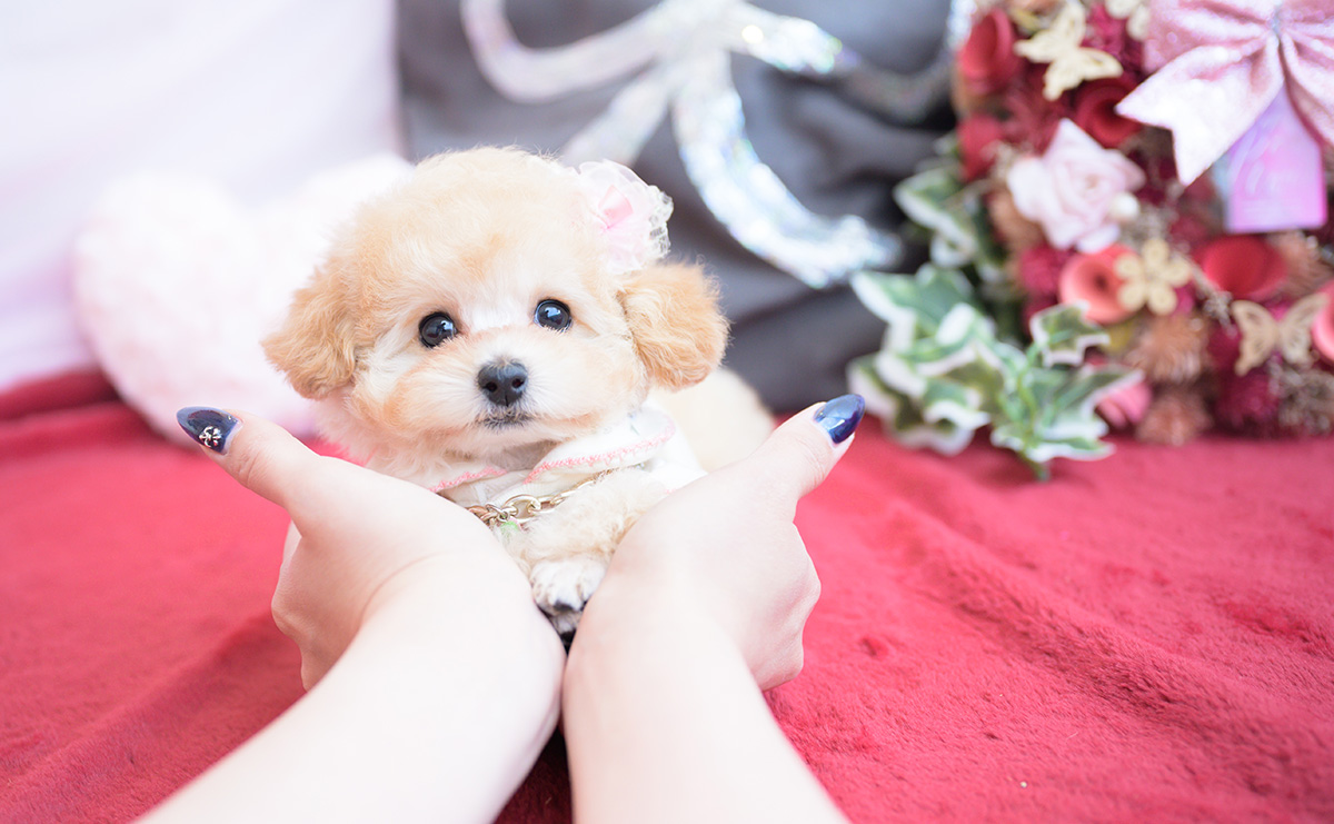 ティーカッププードルのアプリコットの女の子｜2026年1月20日生まれ｜No.11162｜画像9枚目