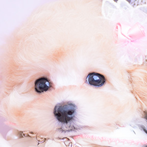 ティーカッププードルのアプリコットの女の子(2026年1月20日生まれ)