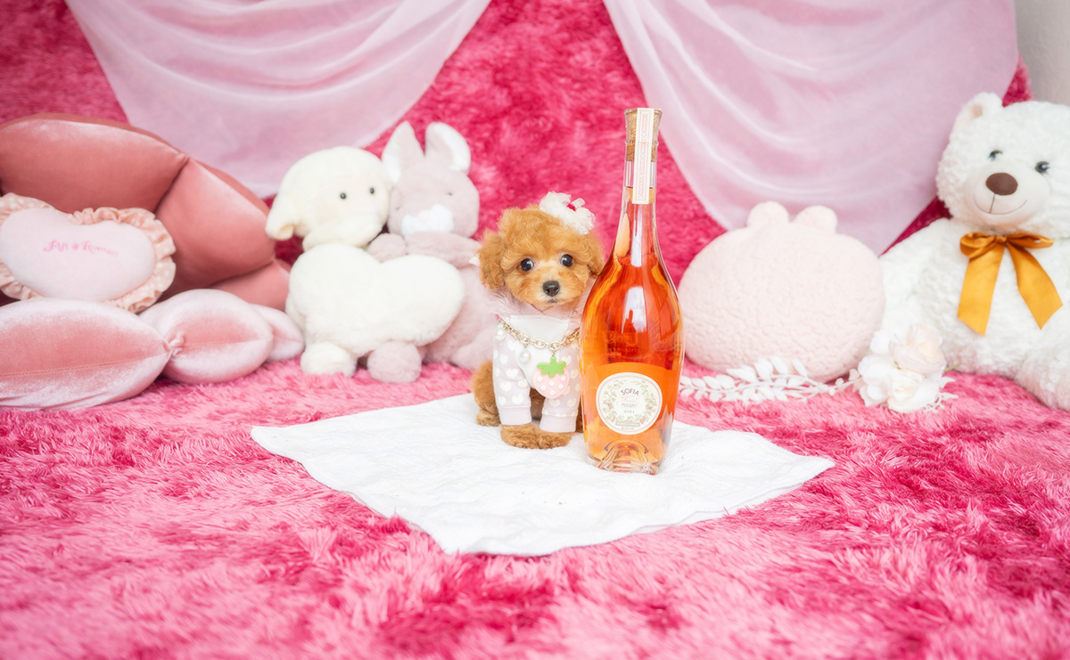 タイニープードルのアプリコットの女の子｜2026年2月8日生まれ｜No.11164｜画像1枚目