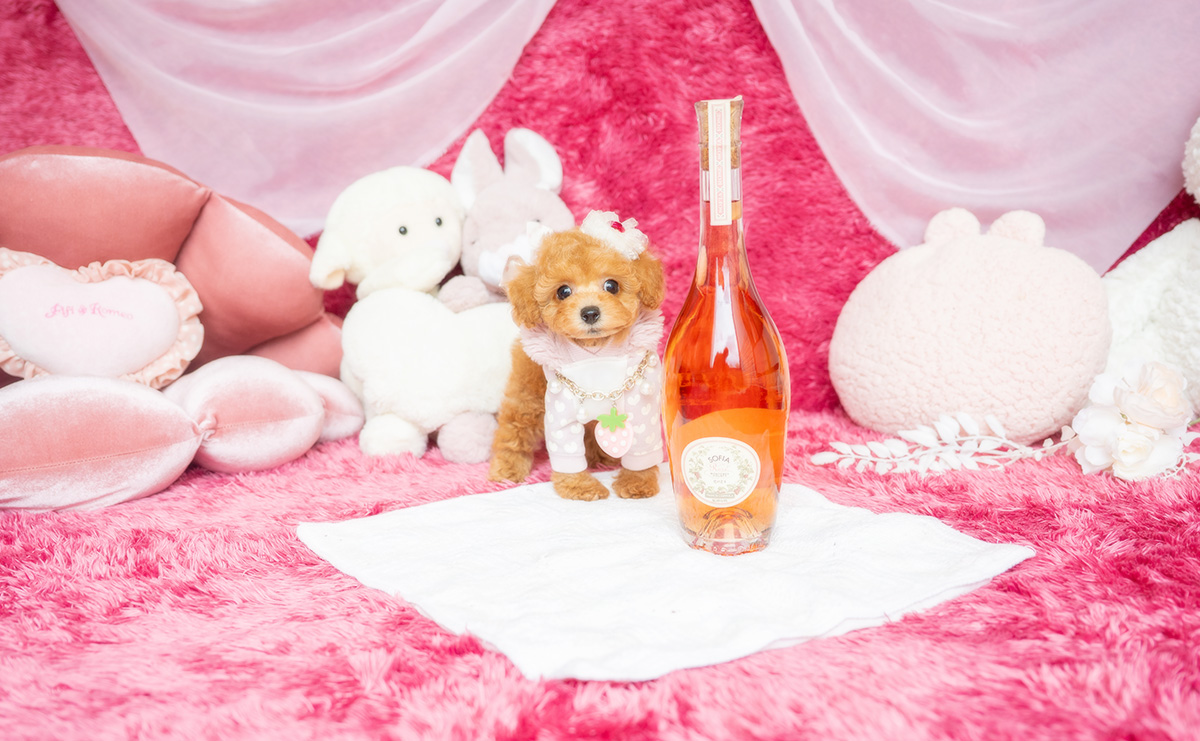 タイニープードルのアプリコットの女の子｜2026年2月8日生まれ｜No.11164｜画像2枚目