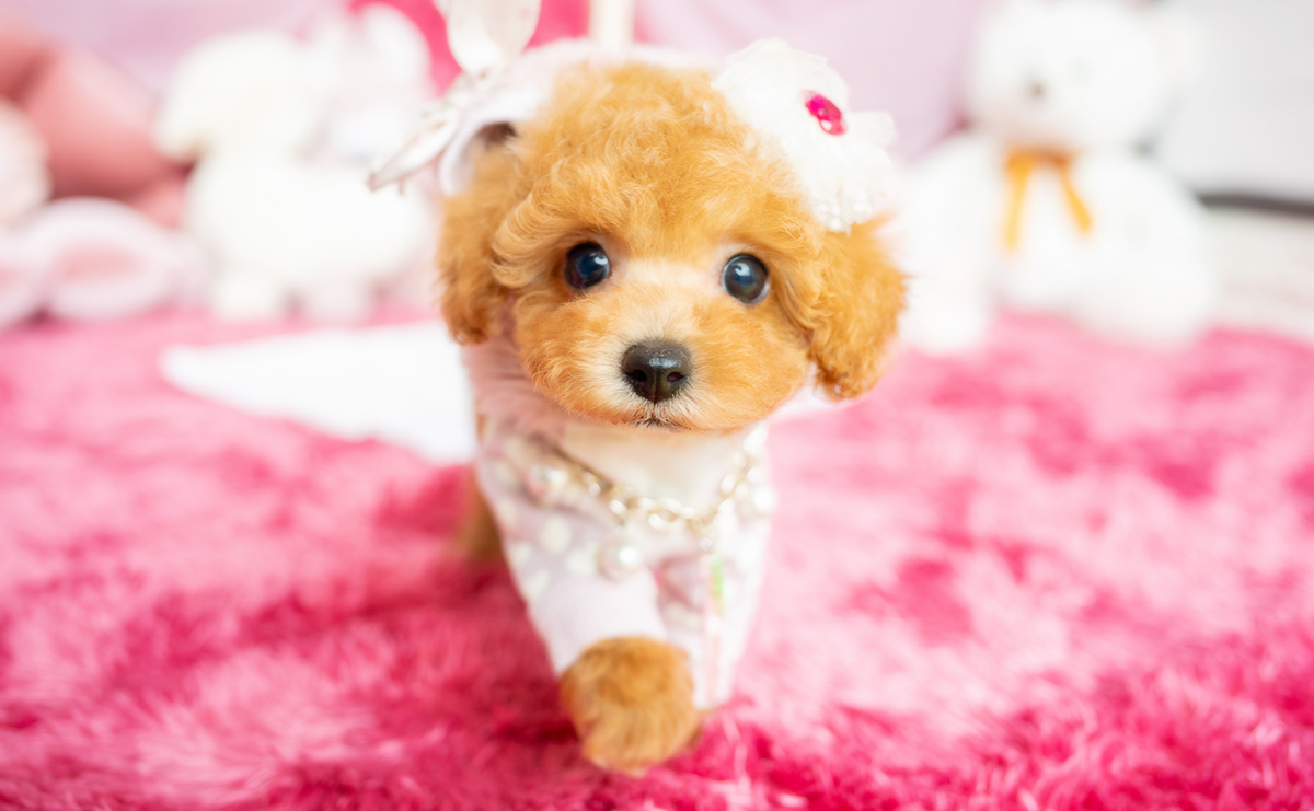 タイニープードルのアプリコットの女の子｜2026年2月8日生まれ｜No.11164｜画像3枚目