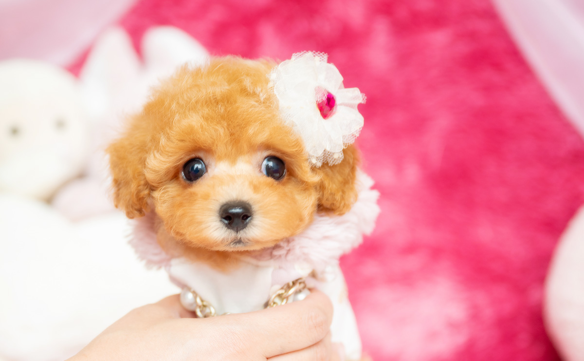 タイニープードルのアプリコットの女の子｜2026年2月8日生まれ｜No.11164｜画像0枚目