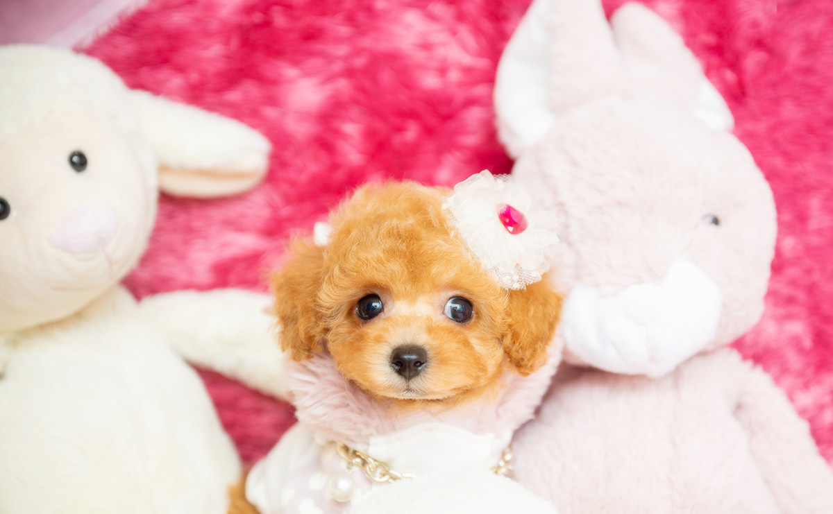 タイニープードルのアプリコットの女の子｜2026年2月8日生まれ｜No.11164｜画像6枚目