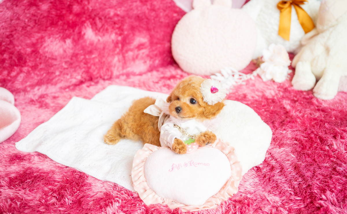 タイニープードルのアプリコットの女の子｜2026年2月8日生まれ｜No.11164｜画像5枚目