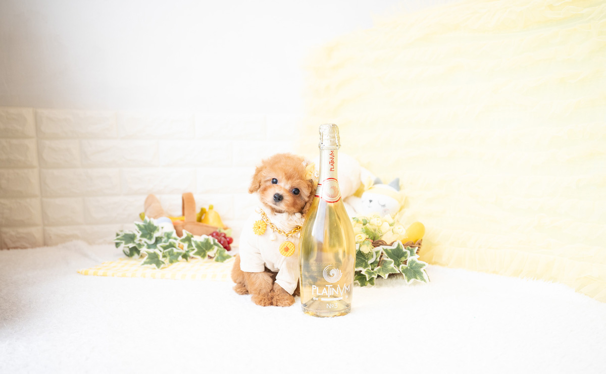 タイニープードルのアプリコットの女の子｜2026年2月8日生まれ｜No.11172｜画像2枚目