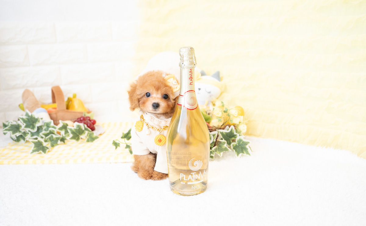 タイニープードルのアプリコットの女の子｜2026年2月8日生まれ｜No.11172｜画像3枚目