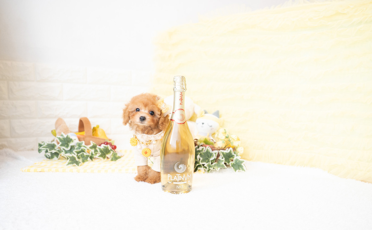 タイニープードルのアプリコットの女の子｜2026年2月8日生まれ｜No.11172｜画像4枚目