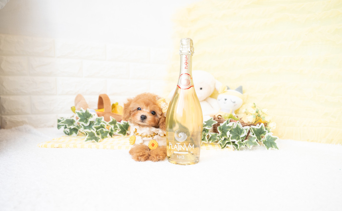 タイニープードルのアプリコットの女の子｜2026年2月8日生まれ｜No.11172｜画像5枚目