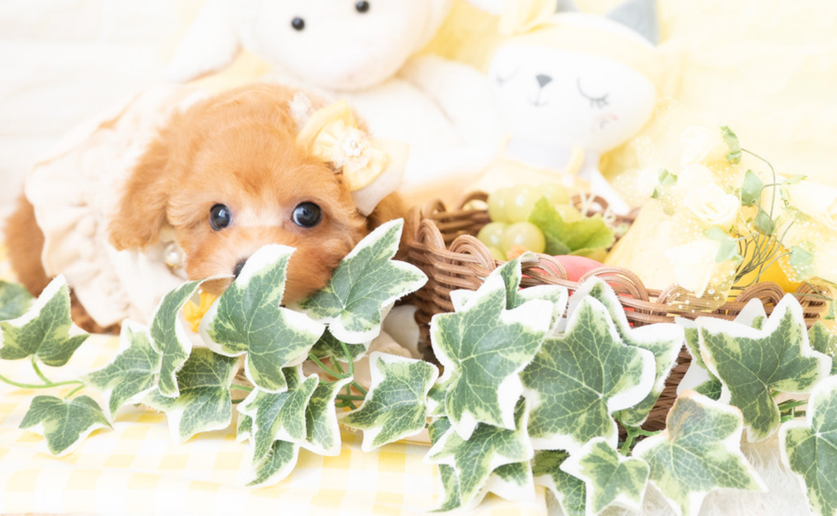 タイニープードルのアプリコットの女の子｜2026年2月8日生まれ｜No.11172｜画像1枚目