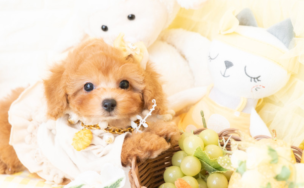 タイニープードルのアプリコットの女の子｜2026年2月8日生まれ｜No.11172｜画像0枚目