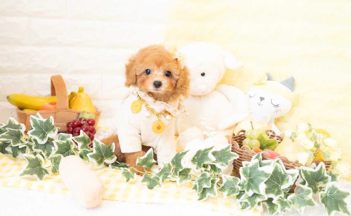 タイニープードルのアプリコットの女の子｜2026年2月8日生まれ｜No.11172｜画像6枚目