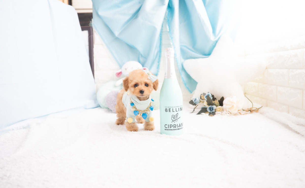 タイニープードルのアプリコットの男の子｜2026年2月7日生まれ｜No.11174｜画像3枚目