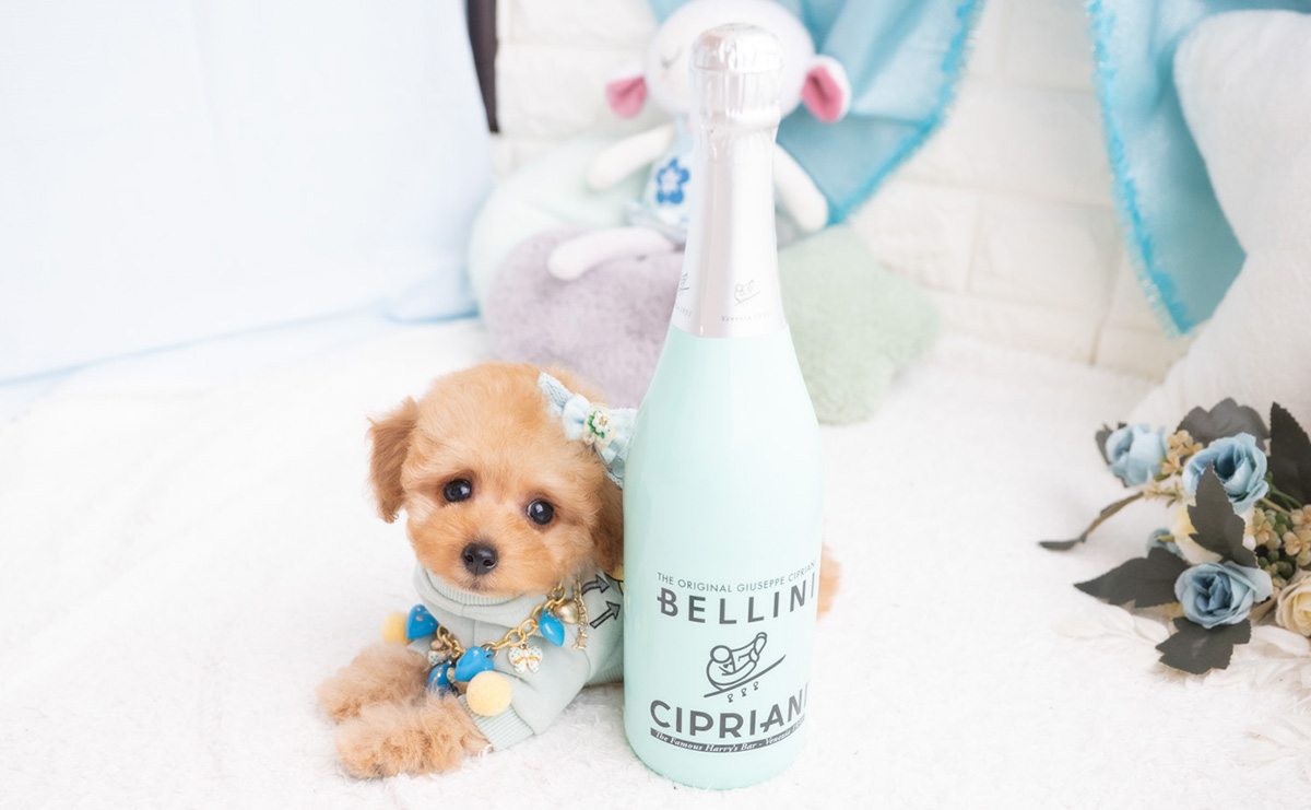 タイニープードルのアプリコットの男の子｜2026年2月7日生まれ｜No.11174｜画像4枚目