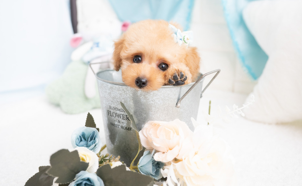 タイニープードルのアプリコットの男の子｜2026年2月7日生まれ｜No.11174｜画像0枚目