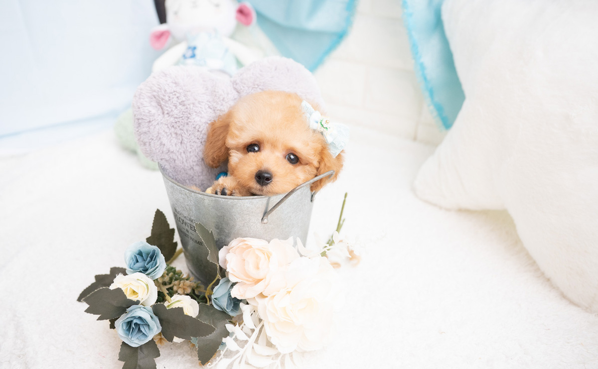 タイニープードルのアプリコットの男の子｜2026年2月7日生まれ｜No.11174｜画像5枚目