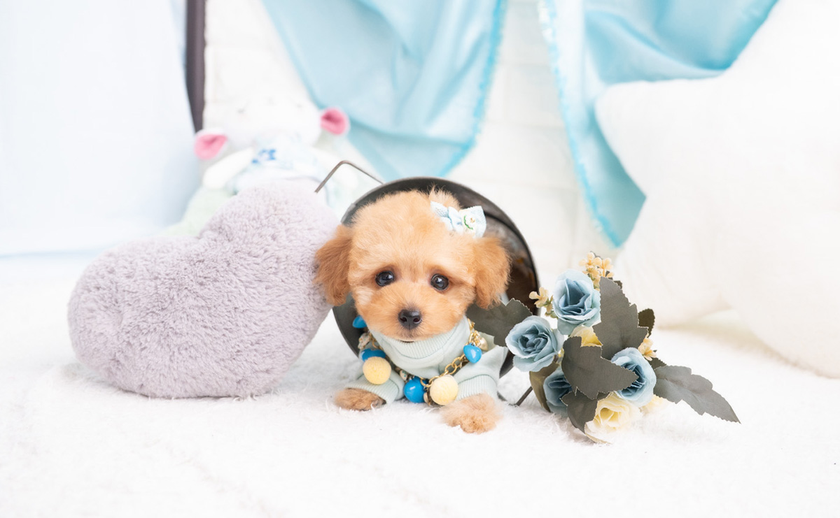 タイニープードルのアプリコットの男の子｜2026年2月7日生まれ｜No.11174｜画像1枚目