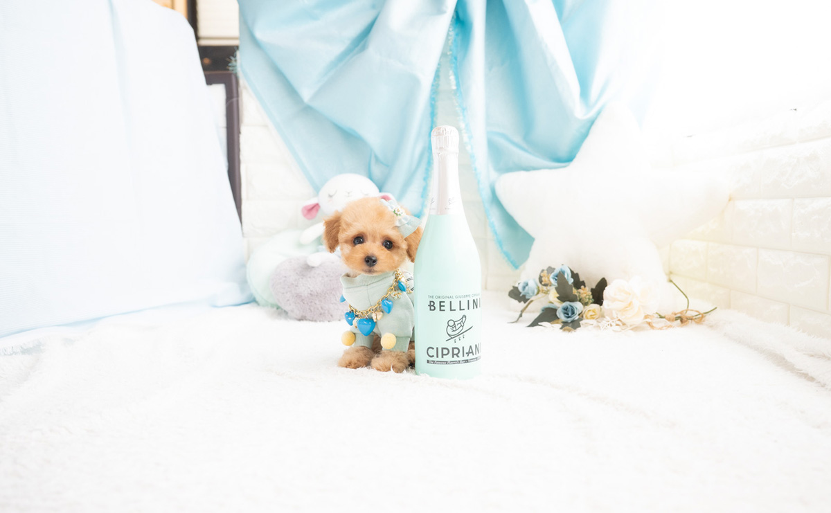 タイニープードルのアプリコットの男の子｜2026年2月7日生まれ｜No.11174｜画像6枚目