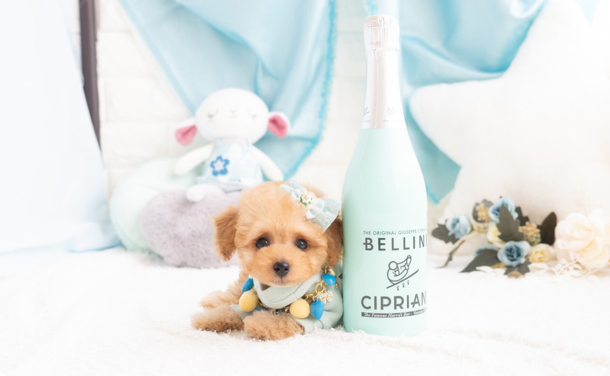 タイニープードルのアプリコットの男の子｜2026年2月7日生まれ｜No.11174｜画像2枚目