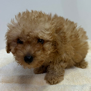 トイプードルのアプリコットの男の子｜2026年2月7日生まれ｜No.11179｜画像0枚目