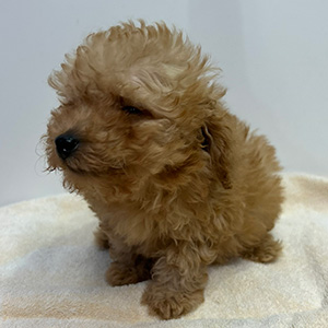 トイプードルのアプリコットの男の子｜2026年2月7日生まれ｜No.11179｜画像1枚目