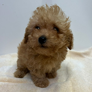 トイプードルのアプリコットの男の子｜2026年2月7日生まれ｜No.11179｜画像2枚目