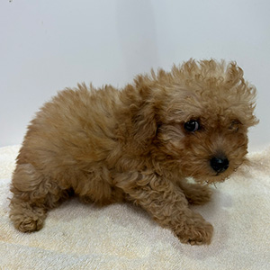 トイプードルのアプリコットの男の子｜2026年2月7日生まれ｜No.11179｜画像3枚目