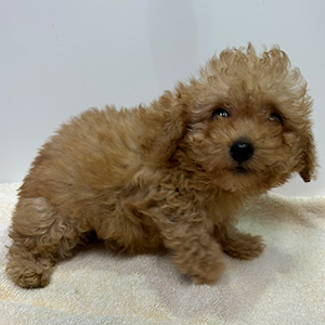 トイプードルのアプリコットの男の子｜2026年2月7日生まれ｜No.11179｜画像4枚目