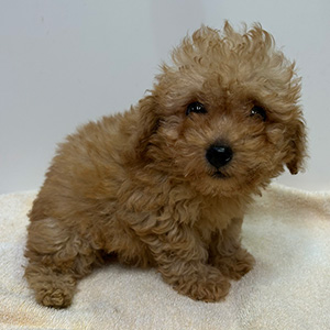 トイプードルのアプリコットの男の子｜2026年2月7日生まれ｜No.11179｜画像5枚目