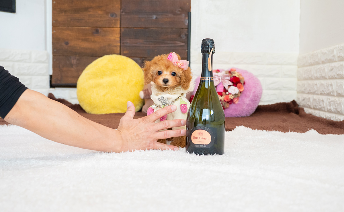 タイニープードルのアプリコットの女の子｜2026年2月8日生まれ｜No.11177｜画像3枚目