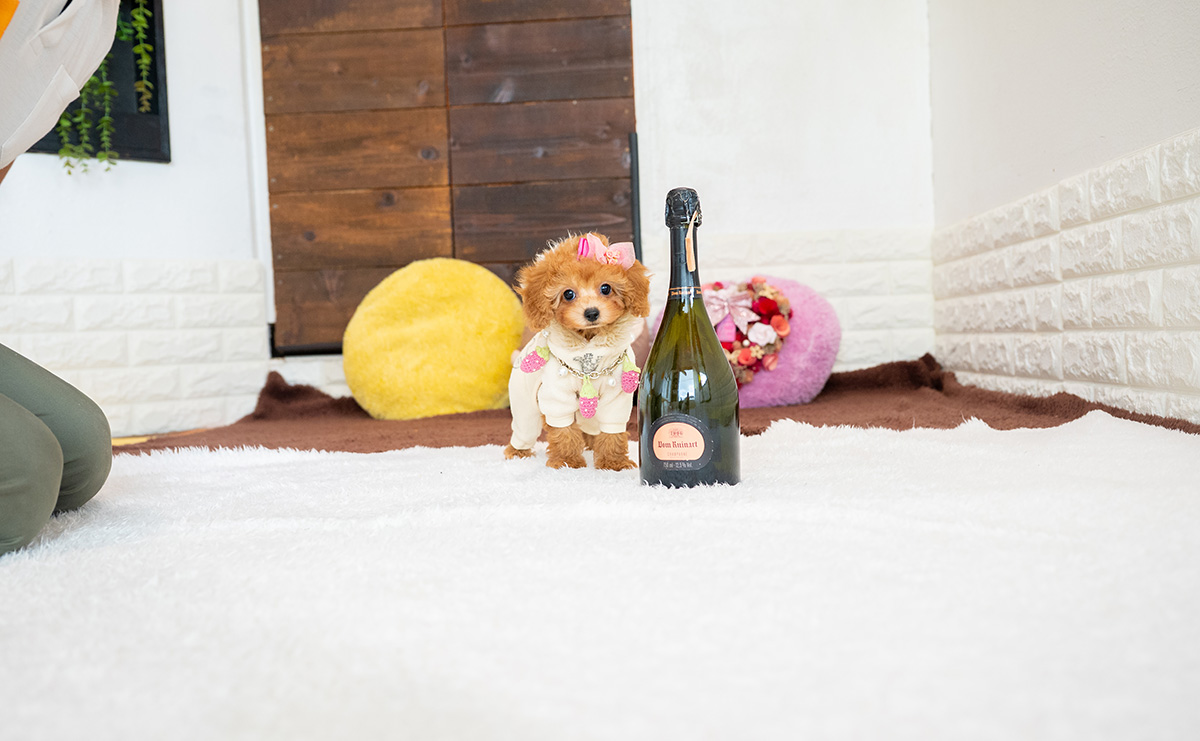 タイニープードルのアプリコットの女の子｜2026年2月8日生まれ｜No.11177｜画像4枚目