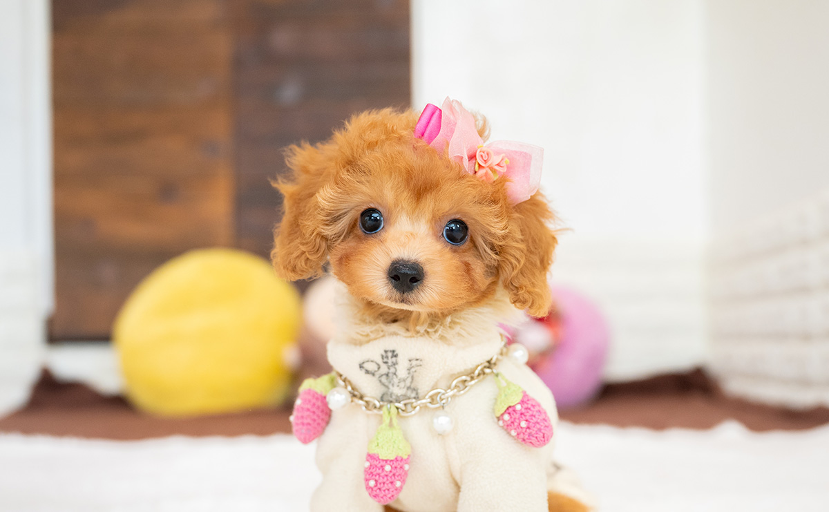 タイニープードルのアプリコットの女の子｜2026年2月8日生まれ｜No.11177｜画像2枚目
