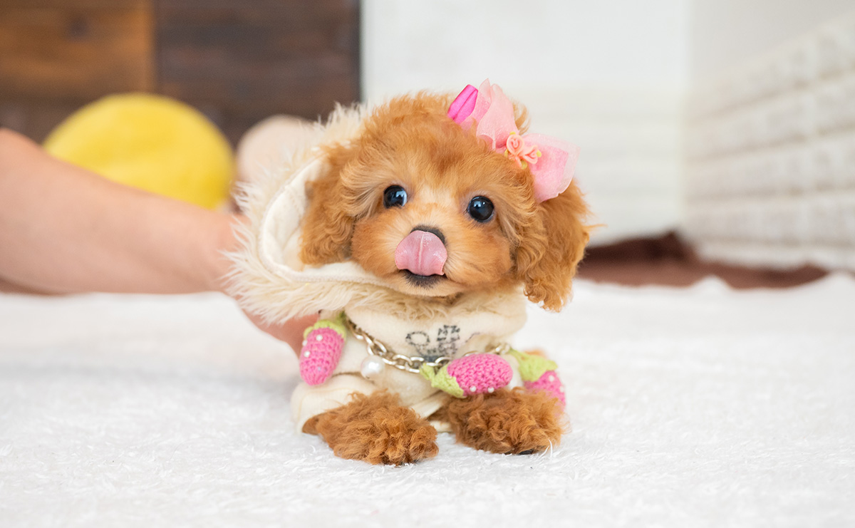 タイニープードルのアプリコットの女の子｜2026年2月8日生まれ｜No.11177｜画像5枚目