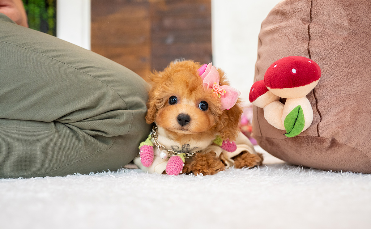 タイニープードルのアプリコットの女の子｜2026年2月8日生まれ｜No.11177｜画像0枚目