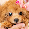 タイニープードルのアプリコットの女の子(2026年2月8日生まれ)