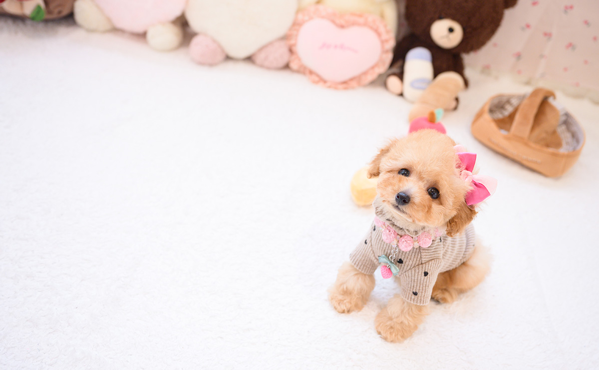 タイニープードルのアプリコットの女の子｜2026年2月7日生まれ｜No.11180｜画像10枚目