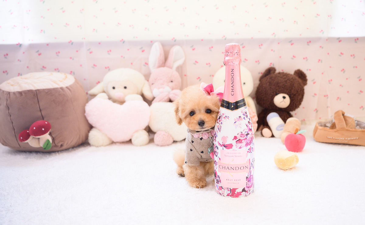 タイニープードルのアプリコットの女の子｜2026年2月7日生まれ｜No.11180｜画像1枚目