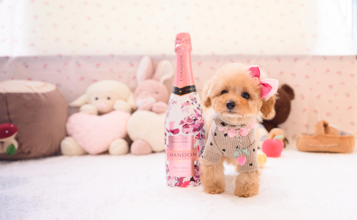 タイニープードルのアプリコットの女の子｜2026年2月7日生まれ｜No.11180｜画像2枚目