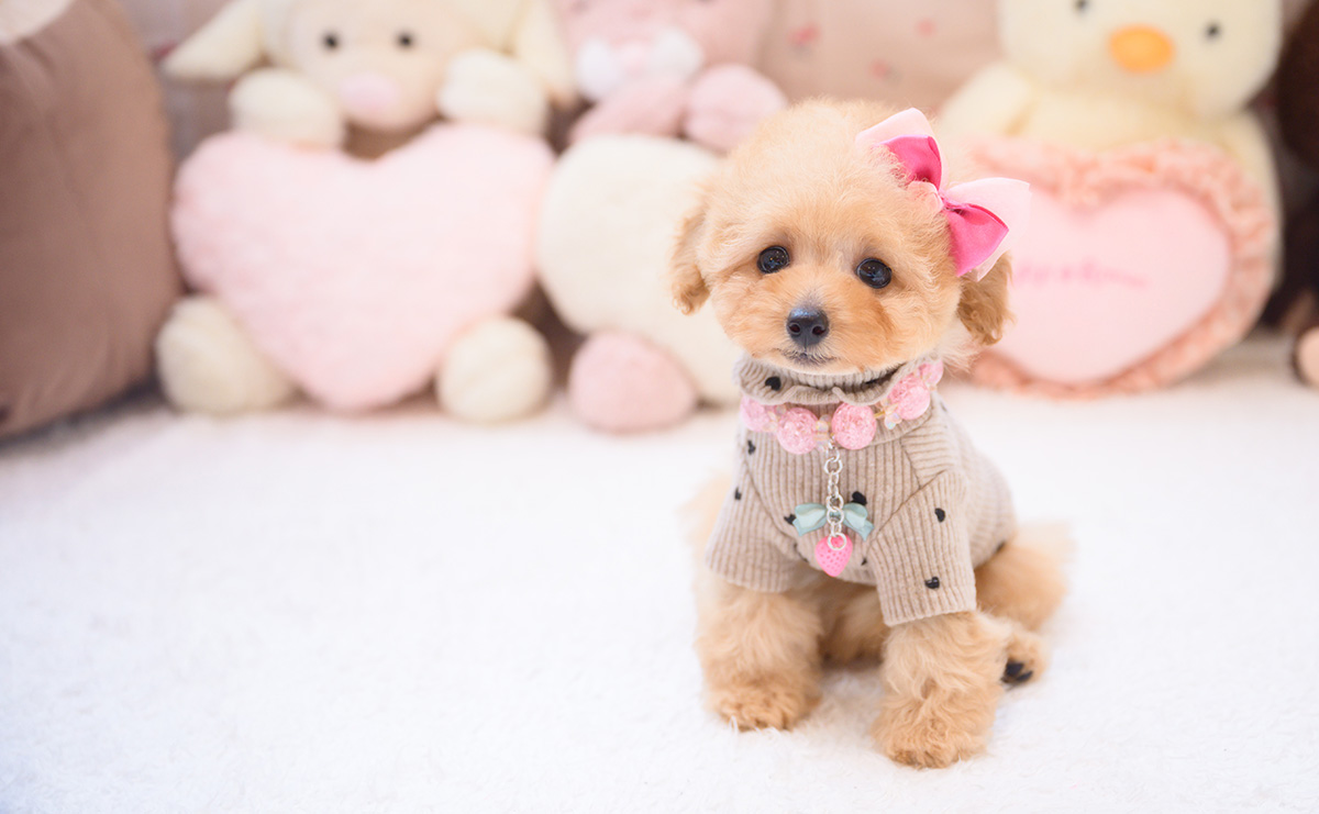 タイニープードルのアプリコットの女の子｜2026年2月7日生まれ｜No.11180｜画像0枚目