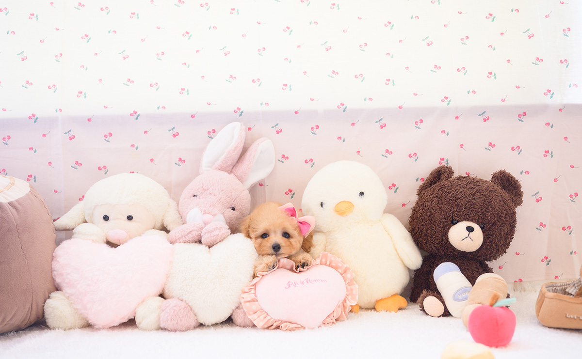 タイニープードルのアプリコットの女の子｜2026年2月7日生まれ｜No.11180｜画像3枚目