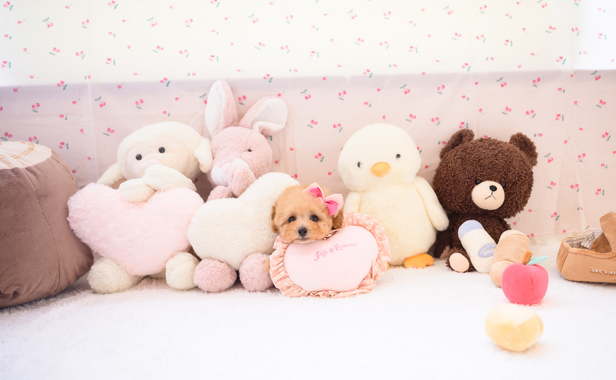 タイニープードルのアプリコットの女の子｜2026年2月7日生まれ｜No.11180｜画像4枚目