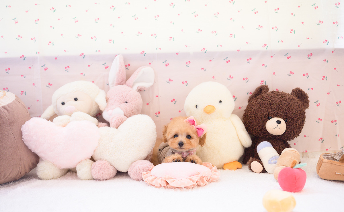 タイニープードルのアプリコットの女の子｜2026年2月7日生まれ｜No.11180｜画像5枚目