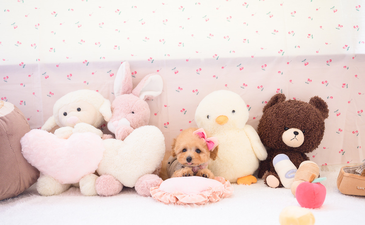 タイニープードルのアプリコットの女の子｜2026年2月7日生まれ｜No.11180｜画像6枚目